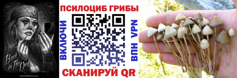 Купить  Сольцы  Псилоцибиновые грибы Cubensis 